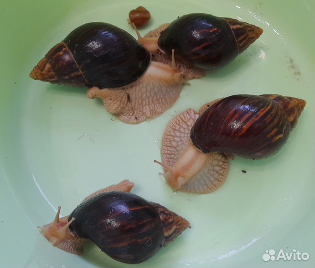 Улитки ахатины бесплатно