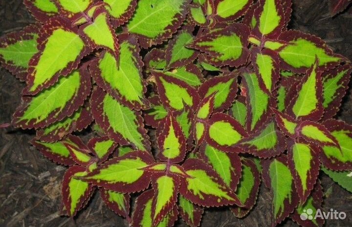 Колеусы вегетативные (пять видов)