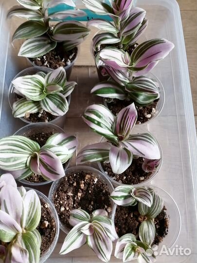 Комнатные растения