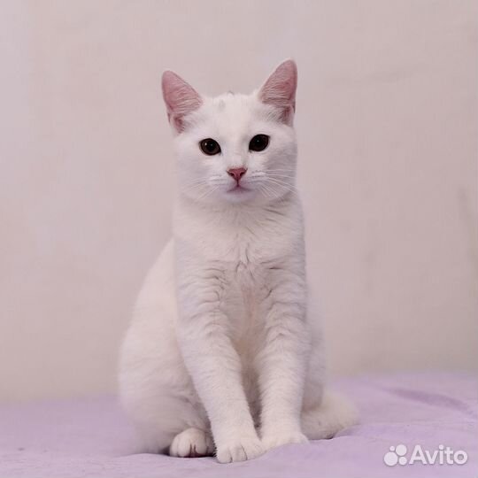 Малышка Элис ищет дом