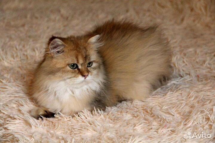 Британские длинношерстные котята
