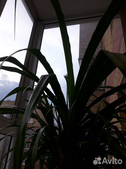 Пальма панданус