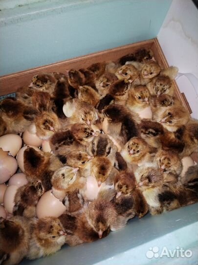 Цыплята Кучинской юбилейной породы