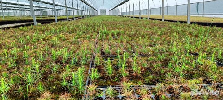 Сеянцы сосны зкс обыкновенной оптом