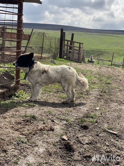 Собака бордер колли