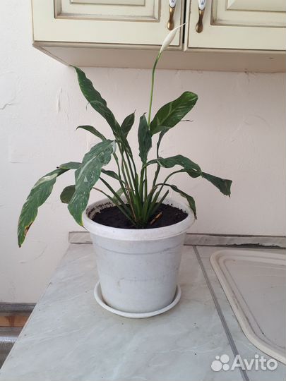 Спатифиллум- женское счастье