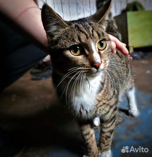 Европейская кошка