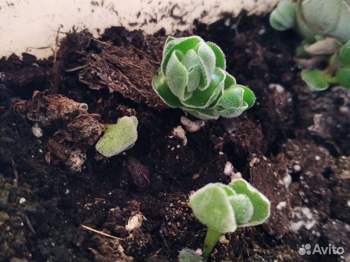 Красулла. Филодендрон биркин вайт