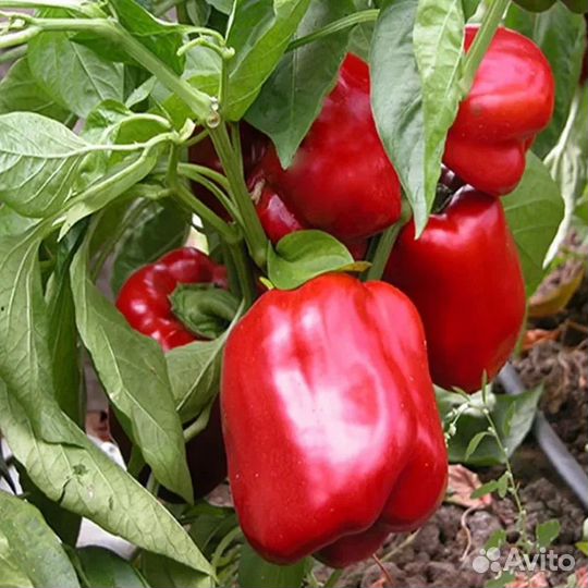 Рассада перца сладкого