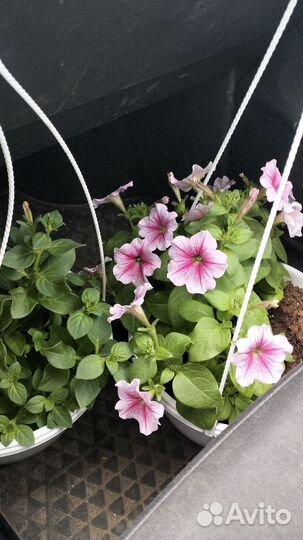 Цветы петунии рассада