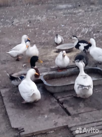 Утки Кряква Домашние