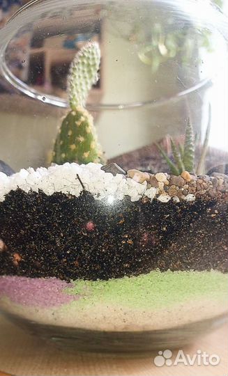 Флорариум с кактусами