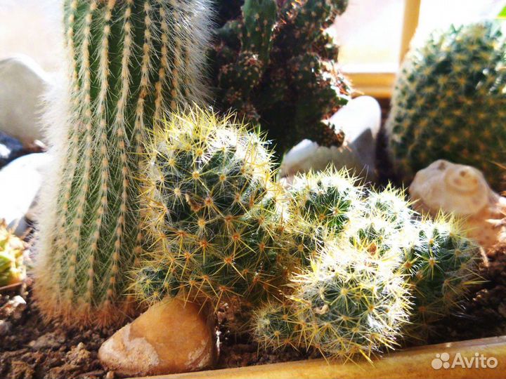 Кактусы и суккуленты