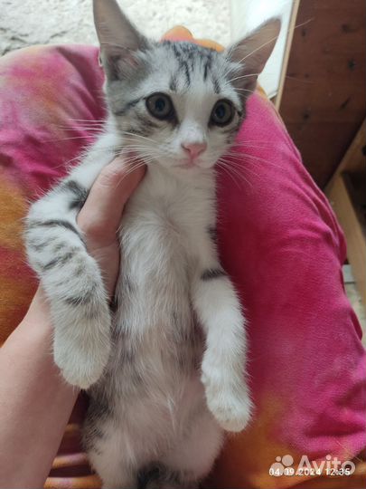 Отдам бесплатно котят