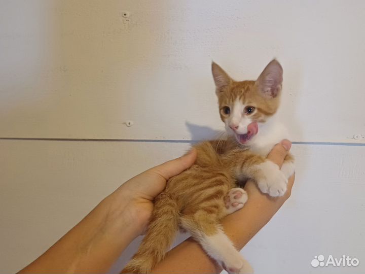 Рыжий котенок мальчик 1 месяц, в добрые руки Сочи