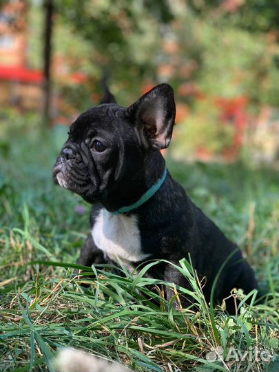 Французский бульдог