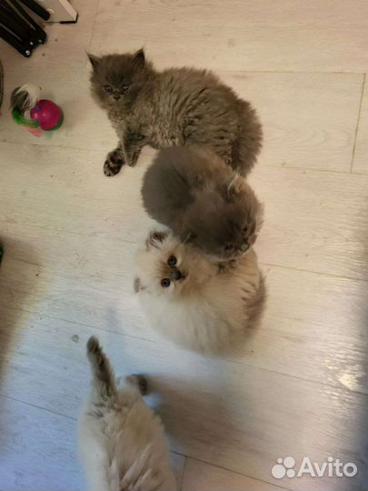 Котята шотландские