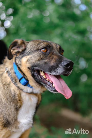 Собаки в дар бесплатно