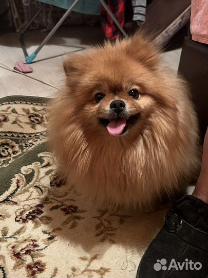 Собака девочка щпиц приглашаем на вязку