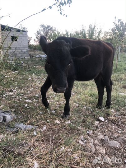 Телочка полугодовалая