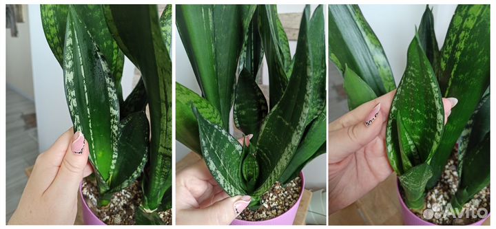 Сансевиерия /Сансевиерии