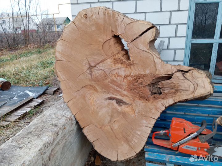 200 лет торцовый спил дуба
