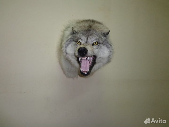 Услуги таксидермии