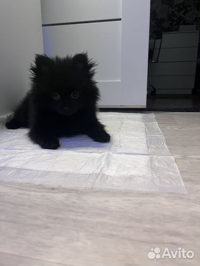 Щенки шпица мини