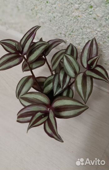 Традесканция зебрина