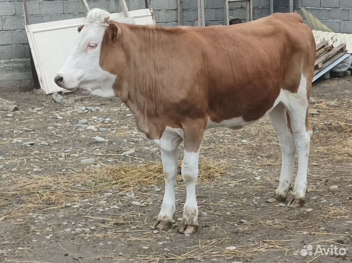 Телки один бычек