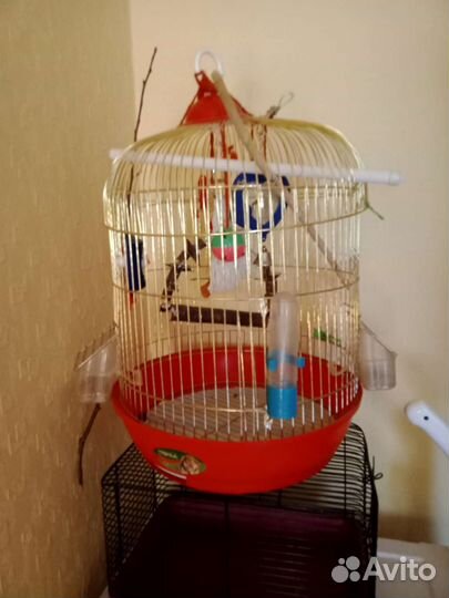 Клетки для птичек с игрушками