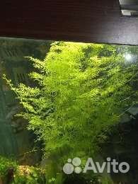 Акварастения,улитки продам/обменяю