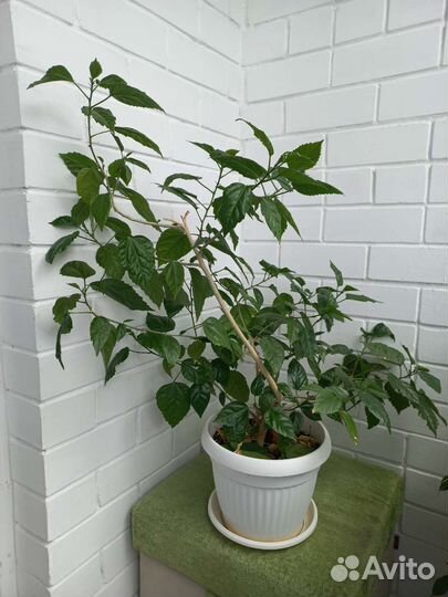 Фикус бенджамина