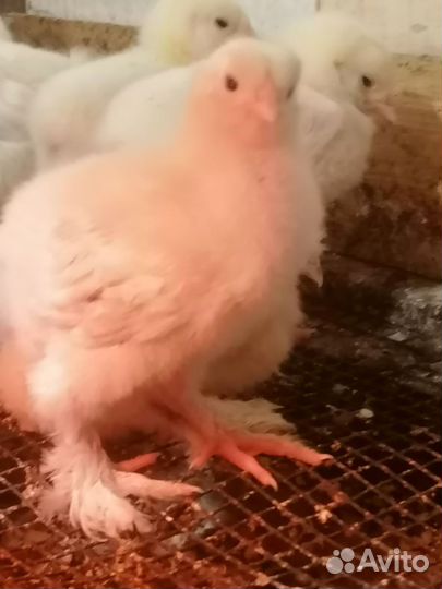 Брама колумбийская