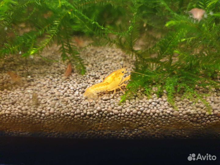 Мексиканский карликовый рак