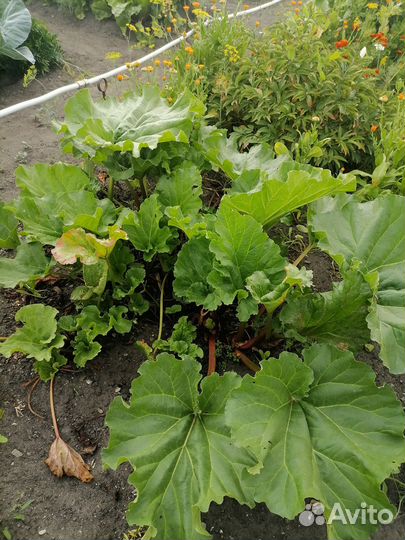 Ревень (свежая срезка и саженцы)