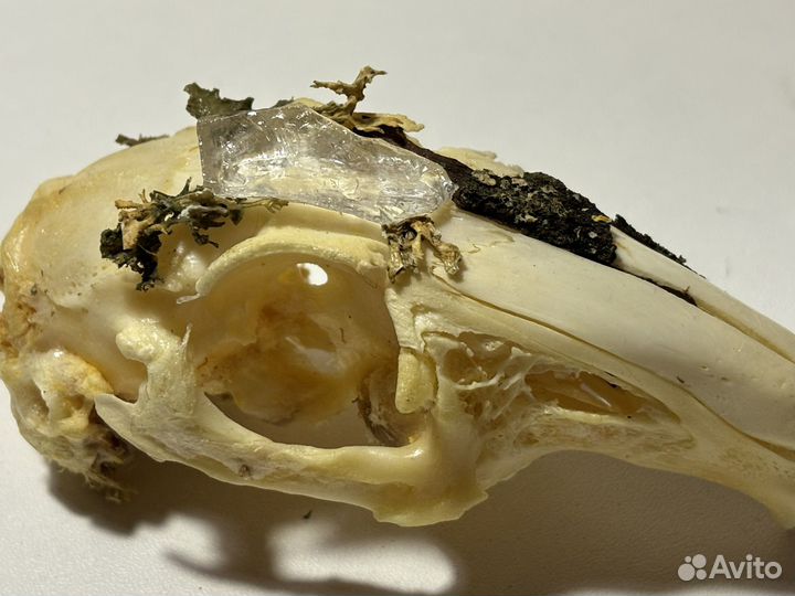 Череп кролика