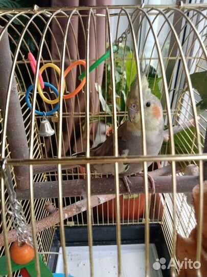Попугай корелла с клеткой