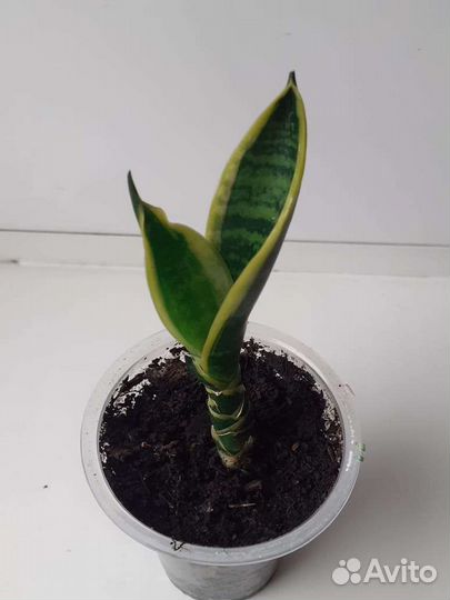 Кашпо подвесное