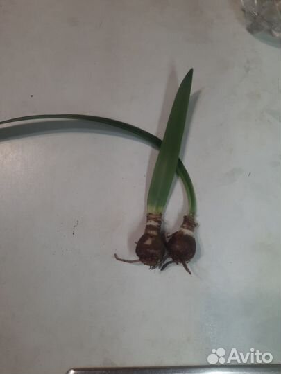 Луковицы амариллиса