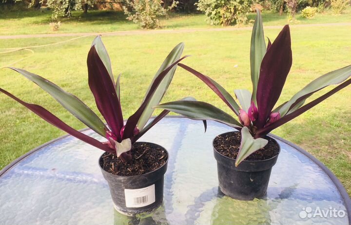 Традесканция рэо комнатный цветок