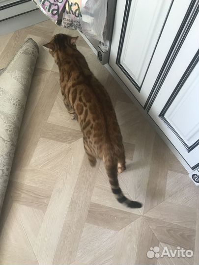 Продам кота