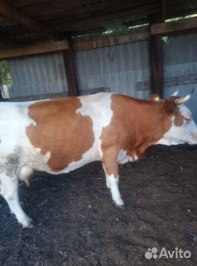 Корова молочная высокоудойная стельная
