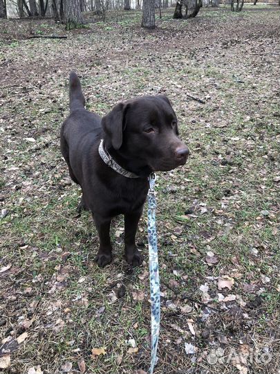 Кобель лабрадора вязка