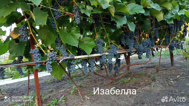 Саженцы винограда