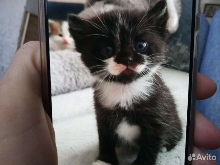 Кошка в дар