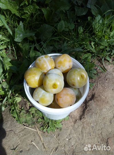 Малина, смородина,йошта, крыжовник,ежевика