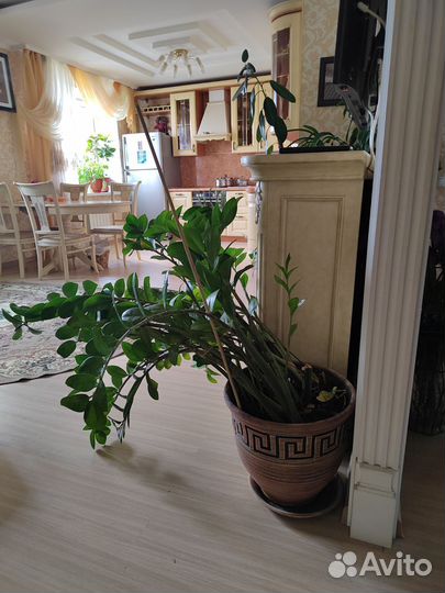 Замиокулькас