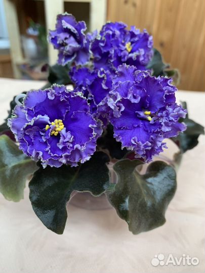 Фиалка. Сорт 