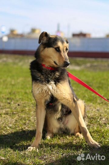 Смогут ли люди полюбить Ферзя из приюта